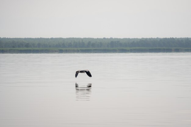 Grulla blanca volando en el aire cerca del lago Paliastomi, Poti, Georgia. Paisaje