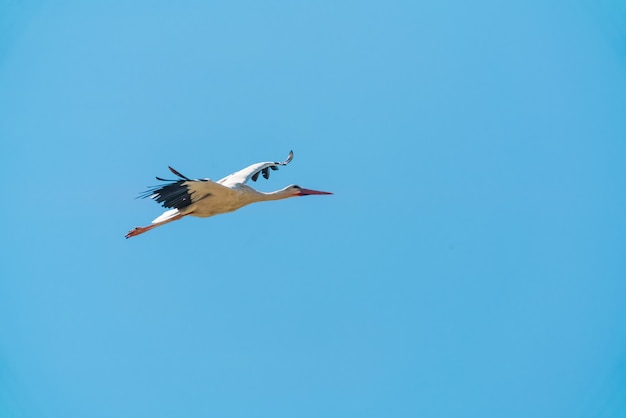 Foto grulla en el cielo está cazando