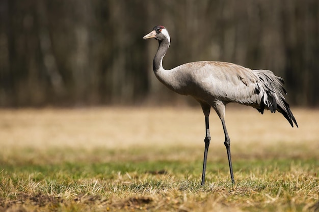 Grulla común caminando sobre pastizales secos en otoño desde un lado