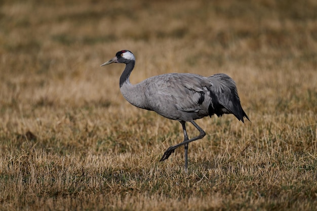 Grulla común Grus grus