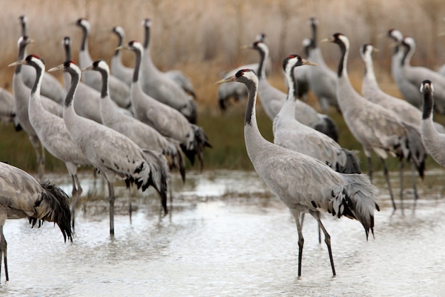 Grulla común en un humedal del centro de España temprano en la mañana, pájaros, Grus grus