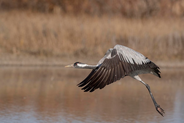 Grulla común o grulla euroasiática Grus grus Toledo España