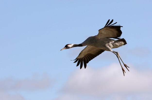 Grulla común volando, pájaros, Grus grus