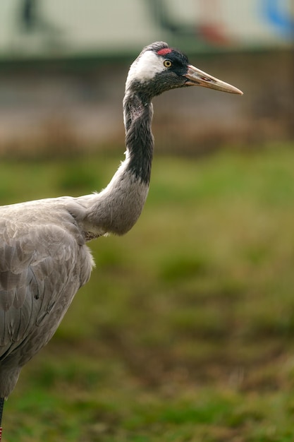 Foto grulla común