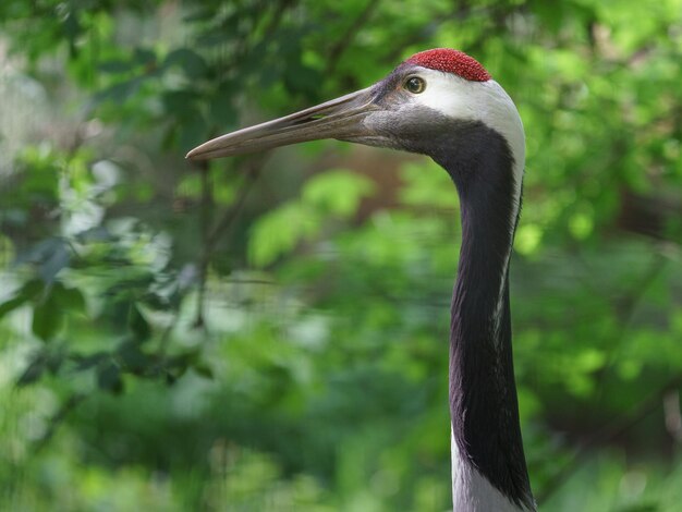 La grulla de corona roja