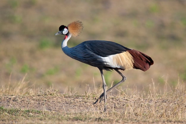 Foto grulla coronada gris