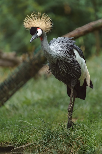 Grulla coronada gris