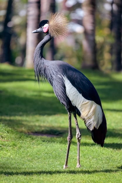 Grulla coronada negra