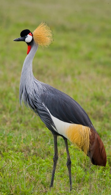 Grulla coronada de pie en el suelo