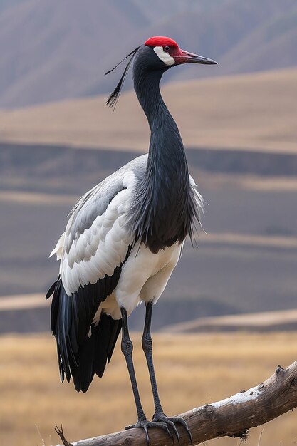 La grulla de cuello negro se alza en la meseta tibetana de China