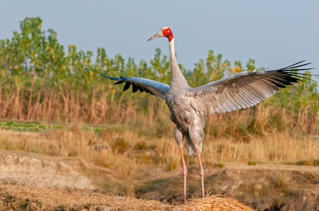 Grulla Sarus aleteo alas en el campo