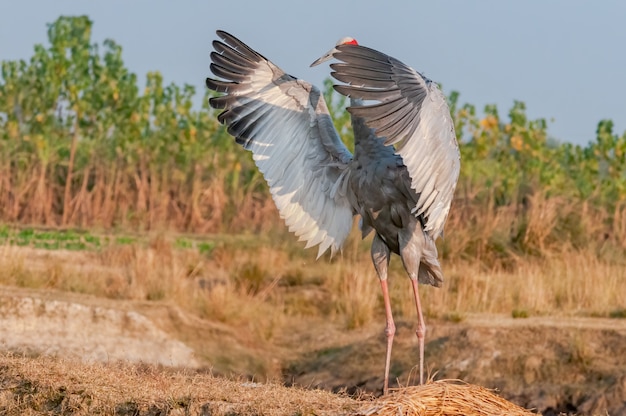 Grulla Sarus aleteo alas en el campo