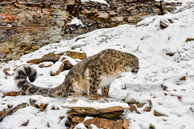 Gruñendo Snow Leopard encaramado en una repisa en la nieve