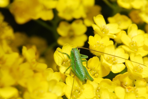 Gruner grashupfer auf gelber blute