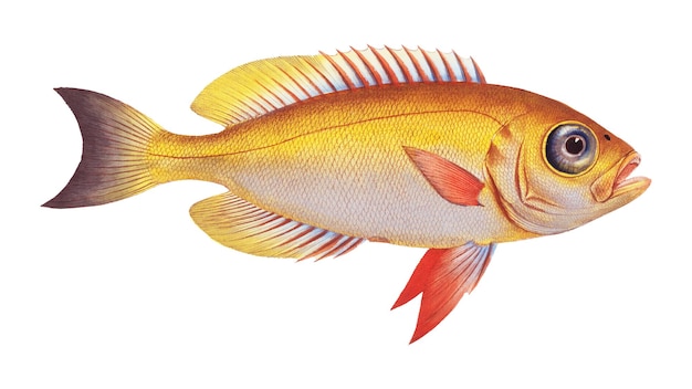 Grunto de ojos brillantes pegatina png pescado ilustración vintage fondo transparente