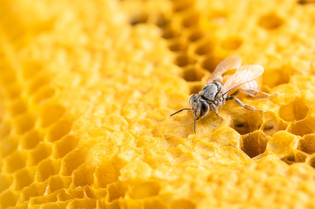 Grupo de abejas en la sesión de estudio de nido de abeja.