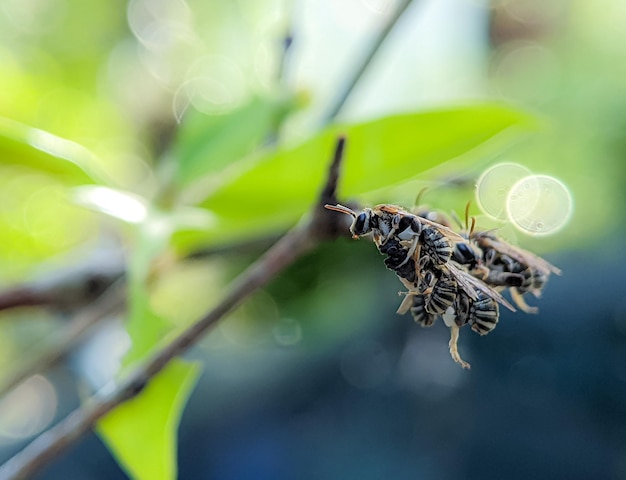 Un grupo de abejas sudorosas Lipotriches descansando sobre una rama de árbol