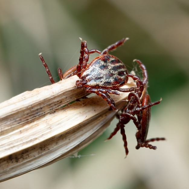 Grupo de ácaros sentado sobre una brizna de hierba seca en la naturaleza macro