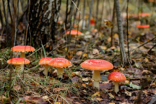 Grupo de agárico de mosca venenosa amanita muscaria hongos que crecen en el bosque de otoño