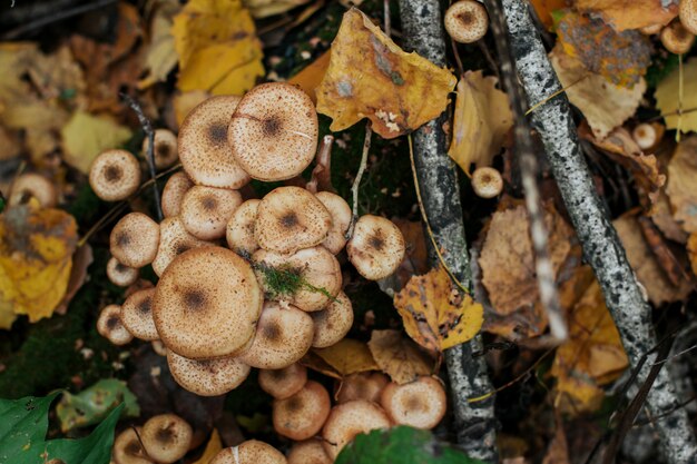 Grupo de agáricos de miel en el bosque