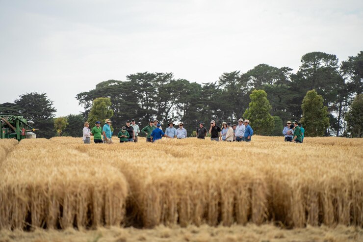 Foto grupo de agricultores que hacen una caminata por los cultivos aprendiendo sobre la salud de los cultivos y la agronomía de un agrónomo agrícola de ensayos de trigo y cebada