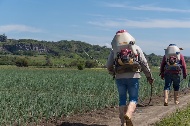 Grupo de agricultores rociar fertilizantes en un campo de cebolla