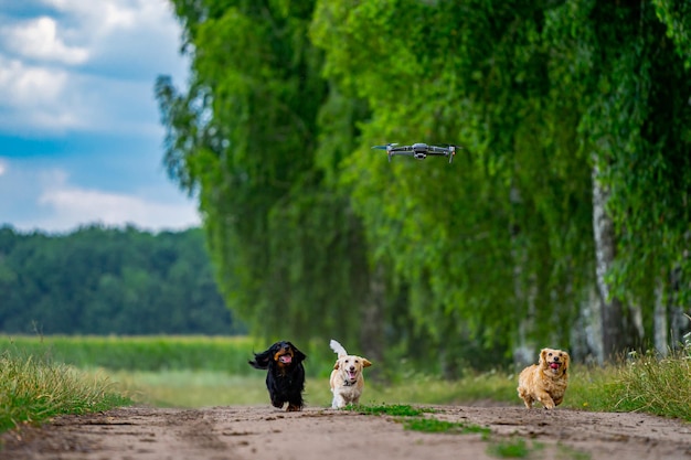 Grupo alegre y lindo de perros de raza pequeña en el fondo de la naturaleza Las mascotas domésticas corren para atrapar dron