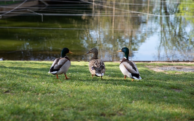 grupo de ánades reales en el parque