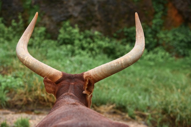 un grupo de animales ankole watusi al aire libre