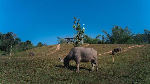 Grupo de animales, búfalos comiendo la hierba en el campo en la montaña