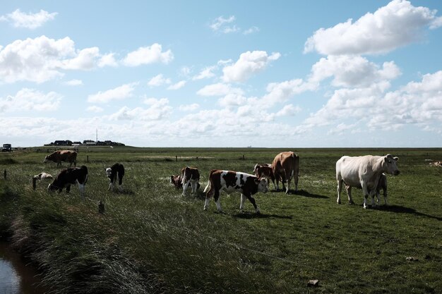 Foto grupo de animales en un campo verde con un cielo azul nublado