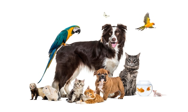 Grupo de animales domésticos posando alrededor de un border collie; perro, gato, hurón, conejo, pájaro, pez, roedor