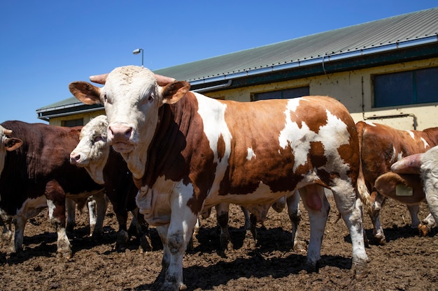 Grupo de animales domésticos de toros musculosos fuertes para la producción de carne en la granja orgánica.