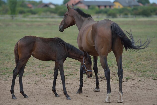 grupo de animales de granja de caballos en el campo