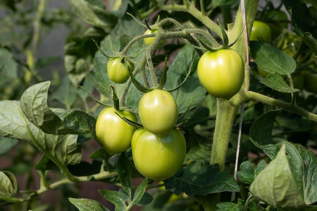 Grupo aproximado de jovens tomates verdes crescendo em estufa Plantação de tomates verdes Conceito de agricultura Foto de alta qualidade