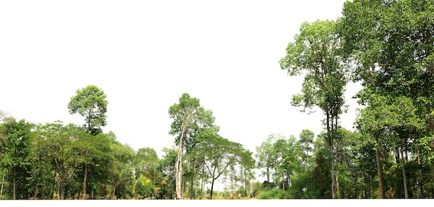 Foto grupo árbol verde aislar en blanco