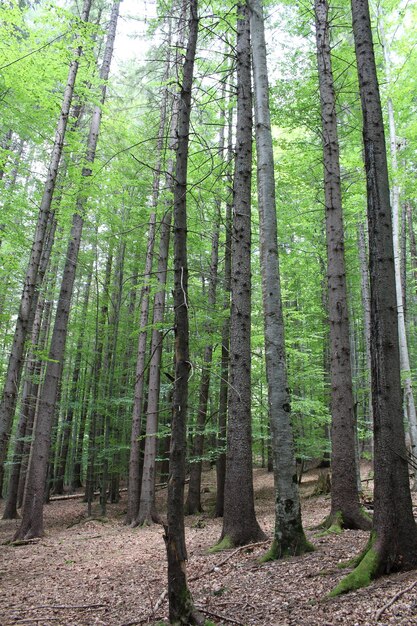 Un grupo de árboles altos en un bosque.