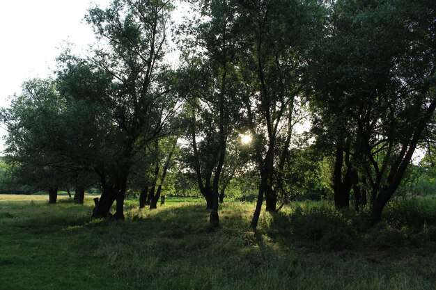 Un grupo de árboles en un área cubierta de hierba