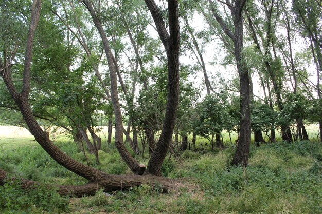 Un grupo de árboles en un bosque.