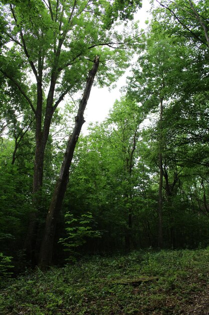 Un grupo de árboles en un bosque.