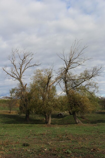 Un grupo de árboles en un campo