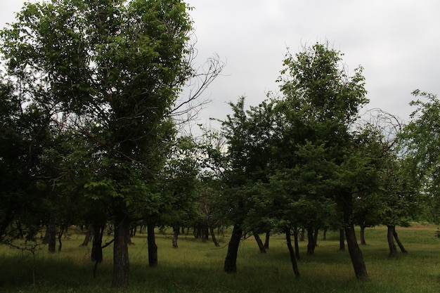 Un grupo de árboles en un campo.