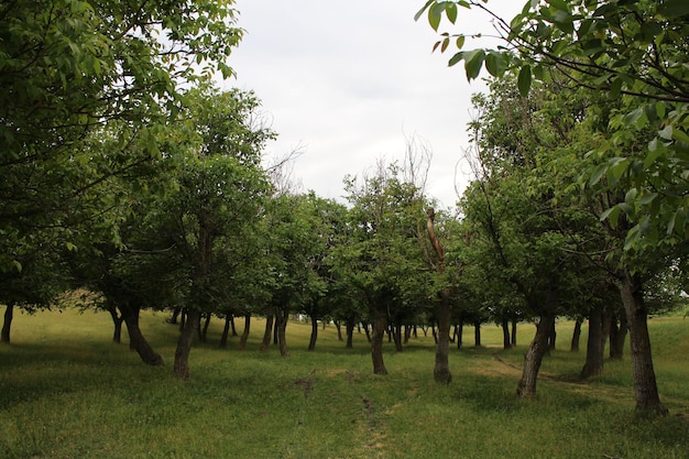 Un grupo de árboles en un campo.