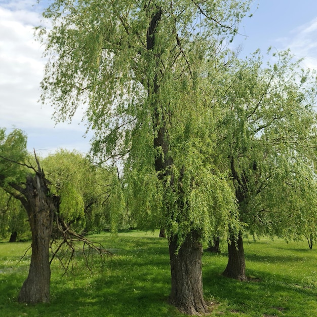 Foto un grupo de árboles con hojas y ramas verdes en un campo.