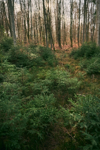 Grupo de árboles jóvenes de abeto en la naturaleza Vivero ecológico de árboles en el bosque salvaje