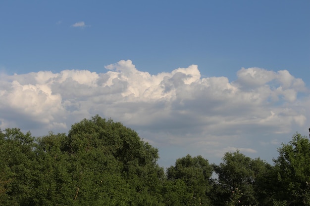 Un grupo de árboles y nubes.