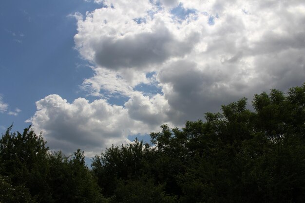 Un grupo de árboles y nubes.