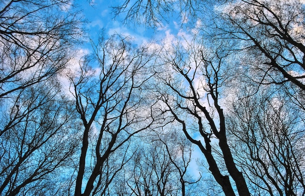 Grupo de árboles de otoño sin follaje sobre un fondo de cielo azul brillante con nubes