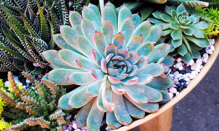 Foto grupo de árboles tropicales con cactus y planta suculenta.
