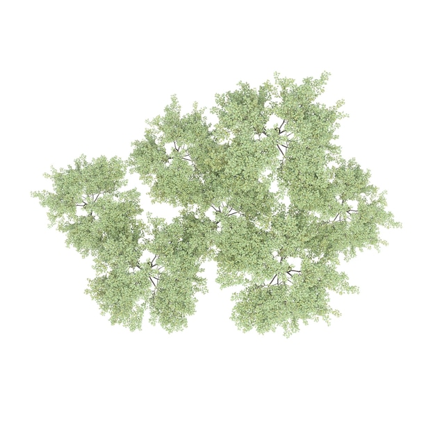 grupo de árboles, vista superior, aislado sobre fondo blanco, ilustración 3D, cg render